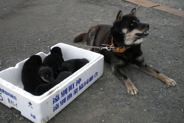 山口さん黒褐オチビ母と子犬
