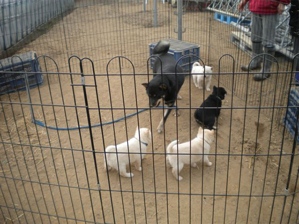 母犬と一緒の子犬達。黒褐等他の3頭の子犬の飼い主さんは決定済みです。(2月25日撮影　生後34日目)